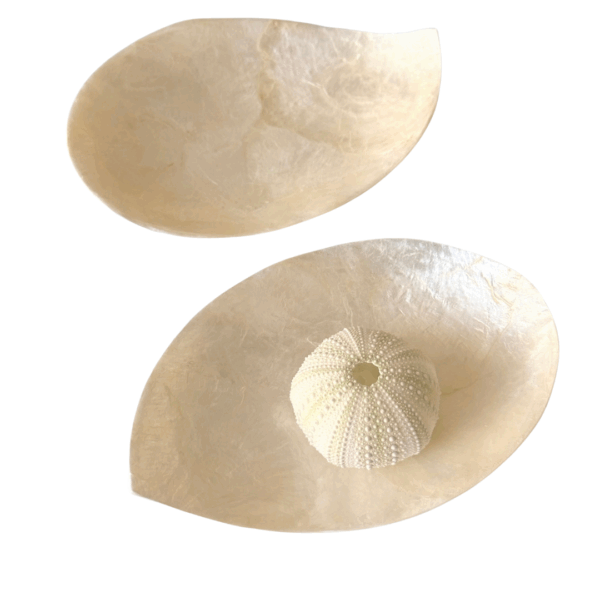 close up parelmoer schelp schaaltjes
