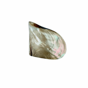 Bronzen schelpen sieradendoosje met glanzende afwerking, handgemaakt en ideaal voor het stijlvol opbergen van sieraden.