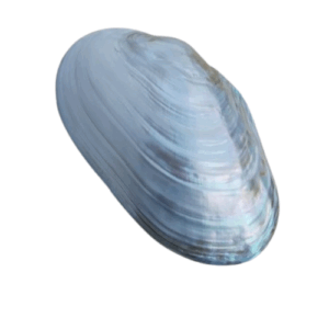 Bovenaanzicht van de grote mossel sieradendoos XL, handgemaakt uit natuurlijke schelp met glanzende parelmoertinten.