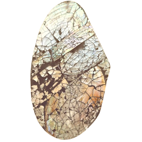 Onderkant van de grote mossel sieradendoos XL, met natuurlijke schelpstructuur en subtiele kleurvariaties.