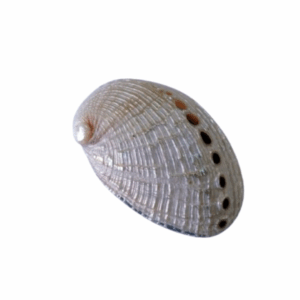 Klein licht abalone sieradendoosje van natuurlijke schelp, circa 6 cm