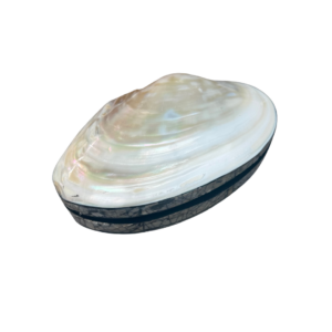 Parelmoer Mossel sieradendoos gesloten